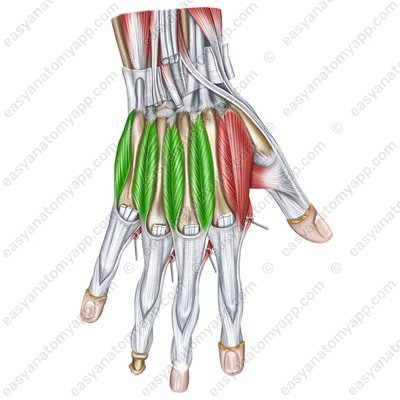 Rückseitige Zwischenknochenmuskeln (mm. interossei dorsales)